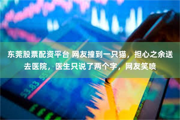 东莞股票配资平台 网友撞到一只猫，担心之余送去医院，医生只说了两个字，网友笑喷