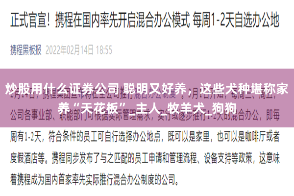 炒股用什么证券公司 聪明又好养，这些犬种堪称家养“天花板”_主人_牧羊犬_狗狗