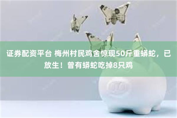 证券配资平台 梅州村民鸡舍惊现50斤重蟒蛇，已放生！曾有蟒蛇吃掉8只鸡
