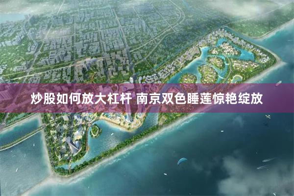 炒股如何放大杠杆 南京双色睡莲惊艳绽放
